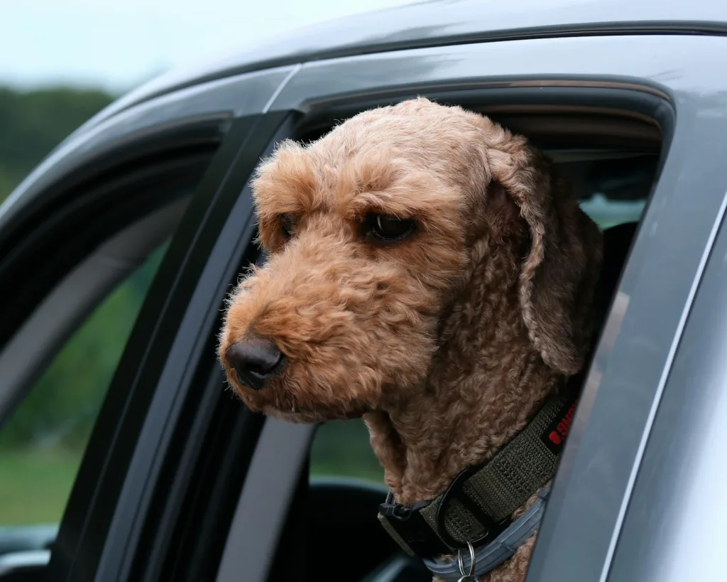 Best Car Seat Covers for Dogs: 9 Picks in 2026